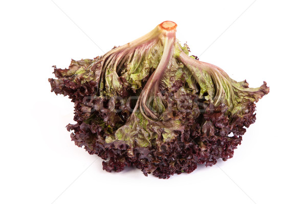 Fresh red Lettuce isolated on white Stock photo © bloodua