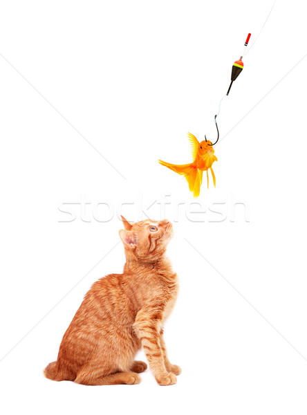Goldfishes and cat Stock photo © bloodua