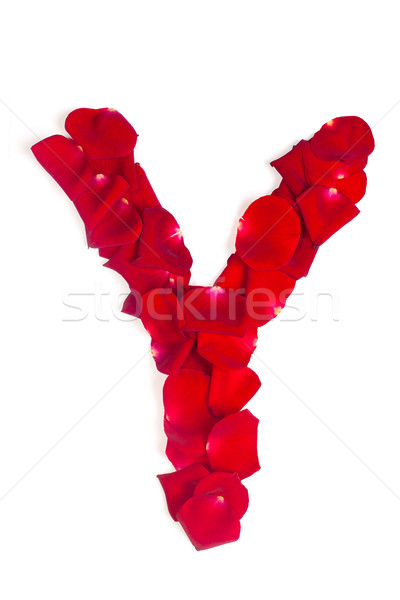 Letter Y made from red petals rose on white Stock photo © bloodua
