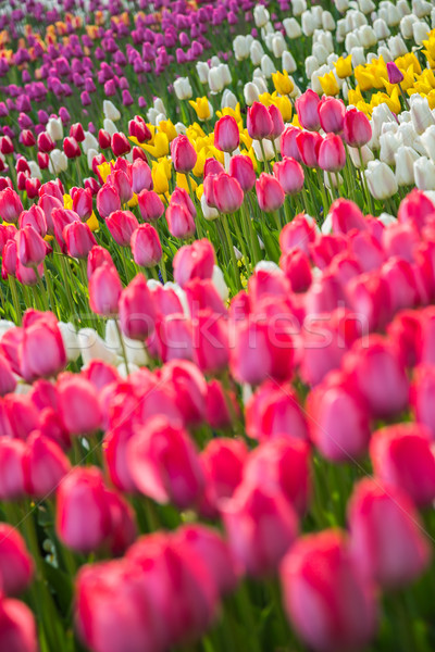 Flor tulipa campo holandês belo Foto stock © bloodua
