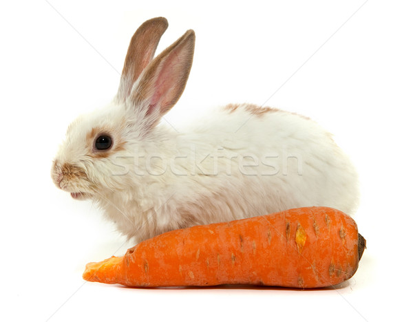 White small rabbit Stock photo © bloodua