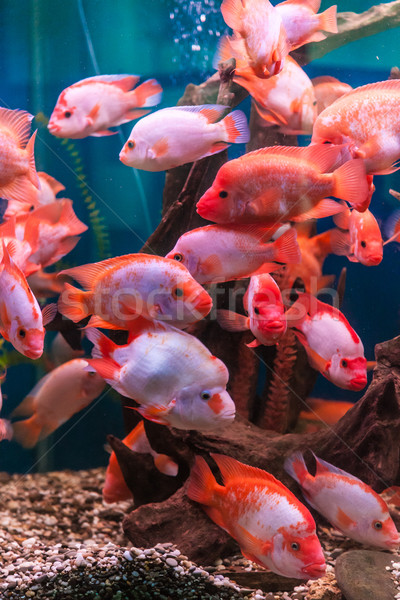 Tropikalnych słodkowodnych akwarium duży czerwony ryb Zdjęcia stock © bloodua