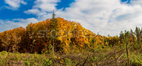 Stok fotoğraf: Sonbahar · orman · panorama · yalnız · güzel · ağaç