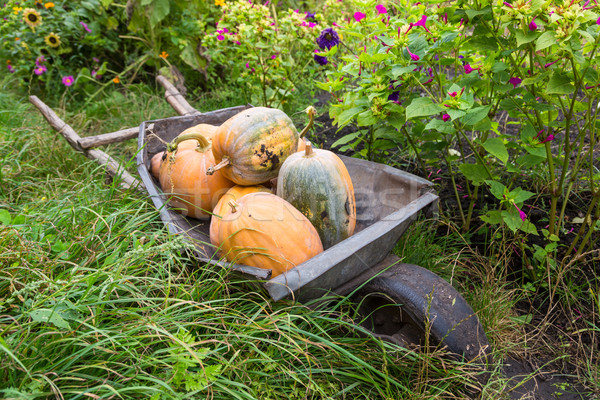 Zucche zucca attesa venduto scelto Foto d'archivio © bloodua