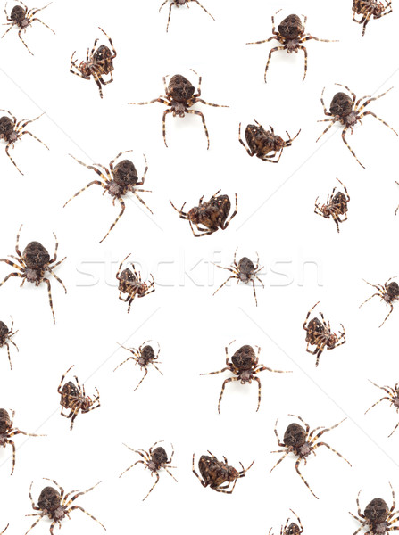 Spiders Stock photo © bloodua