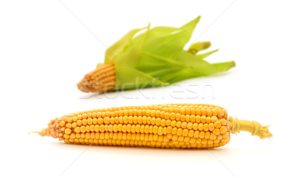 Corn Stock photo © bloodua