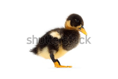 Negro pequeño patito aislado blanco primavera Foto stock © bloodua