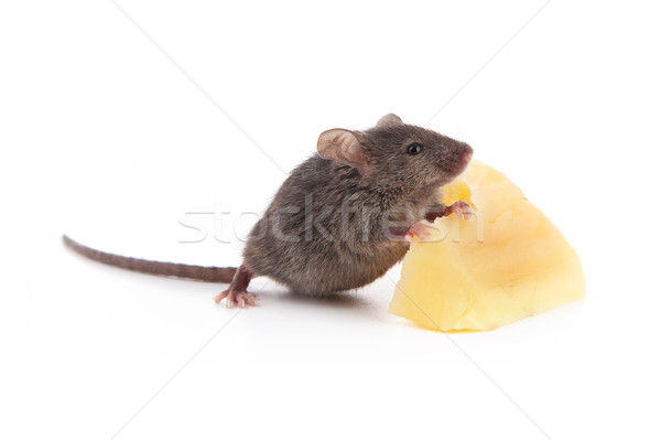 Mouse and cheese Stock photo © bloodua