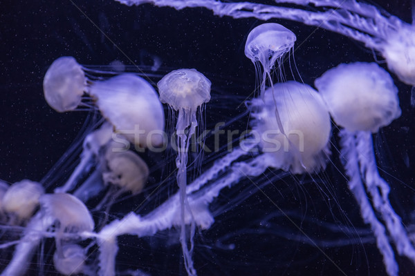 Beautiful jellyfish moving slowly in aquarium in Dubai Stock photo © bloodua
