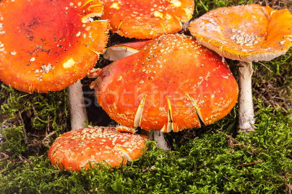 Fly agaric toadstool in moss Stock photo © bloodua