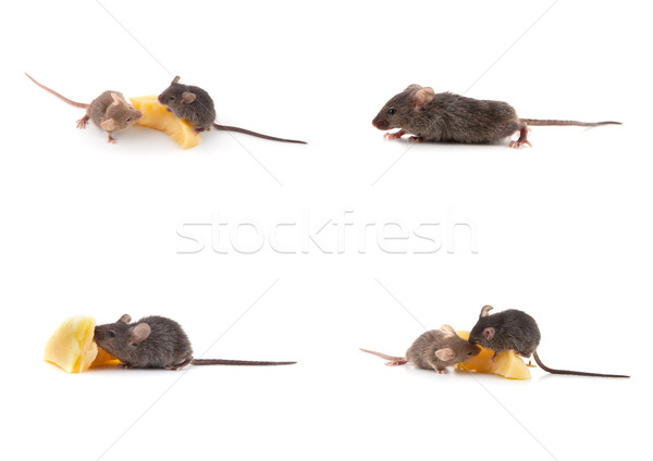 Set of mice, Mouse and cheese on white Stock photo © bloodua