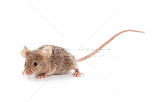 Small mouse Stock photo © bloodua