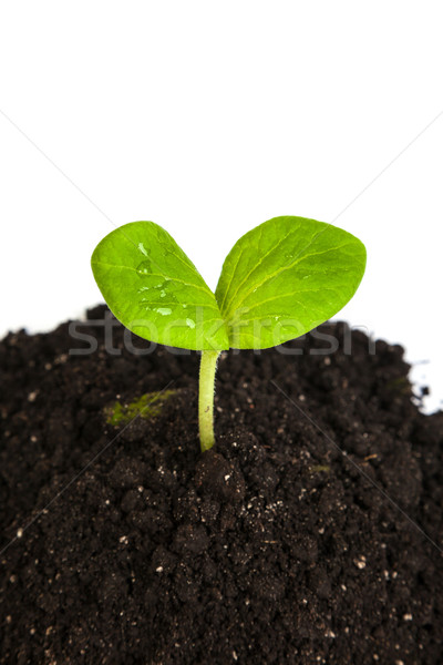 Foto stock: Suciedad · verde · planta · aislado