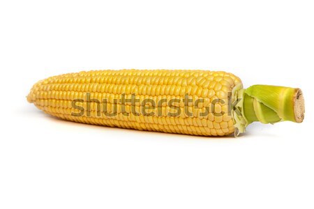 Fresh uncooked corn on the cob Stock photo © bloodua