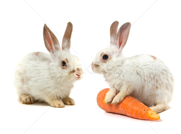 White small rabbit Stock photo © bloodua
