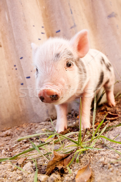 Close-up of a cute muddy piglet running around outdoors on the f Stock photo © bloodua