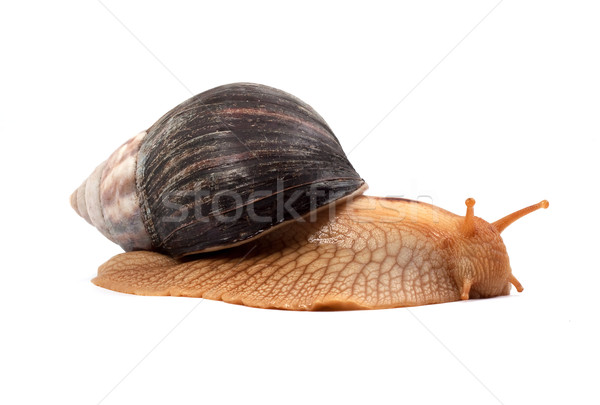 Snail Stock photo © bloodua