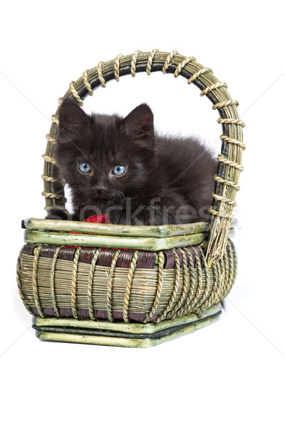 [[stock_photo]]: Noir · chaton · jouer · rouge · balle · fils