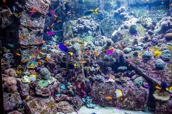 Aquarium tropical fish on a coral reef Stock photo © bloodua