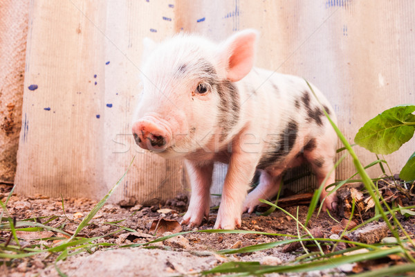 Close-up of a cute muddy piglet running around outdoors on the f Stock photo © bloodua
