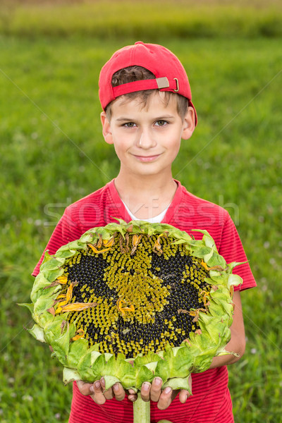 Young happy boy hold sunflower in a garden Stock photo © bloodua