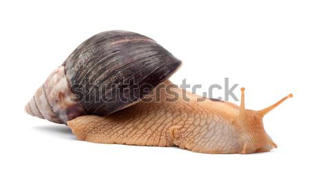 Drei braun Schnecke isoliert weiß Haus Stock foto © bloodua