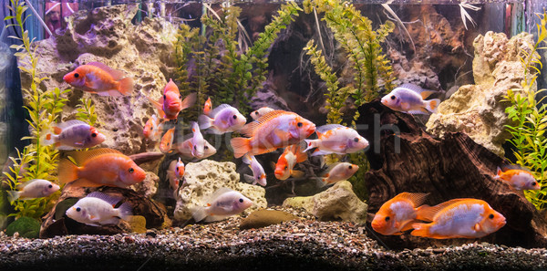 Stock foto: Süßwasser- · Aquarium · Fische · grünen · schönen · tropischen