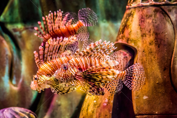 Close up view of a venomous Red lionfish Stock photo © bloodua