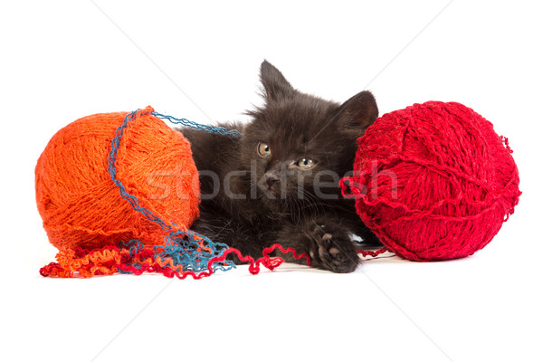 Schwarz Kätzchen spielen rot Ball Garn Stock foto © bloodua