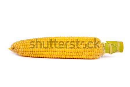 Fresh uncooked corn on the cob Stock photo © bloodua