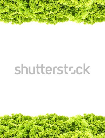 Green butter Lettuce Stock photo © bloodua