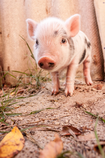 Sevimli çamurlu domuz yavrusu çalışma etrafında Stok fotoğraf © bloodua