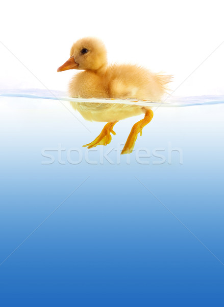 The yellow duckling swimming Stock photo © bloodua