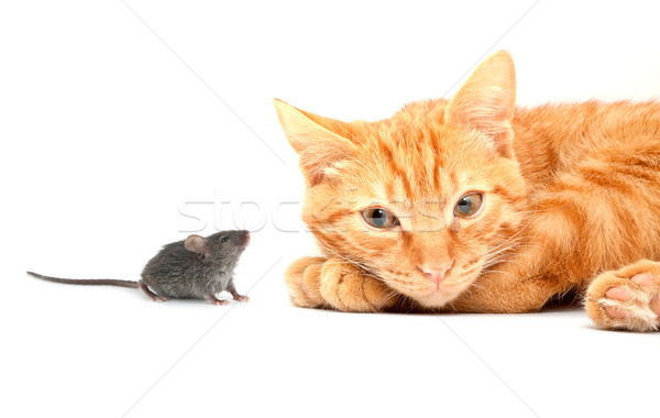 Small mouse Stock photo © bloodua