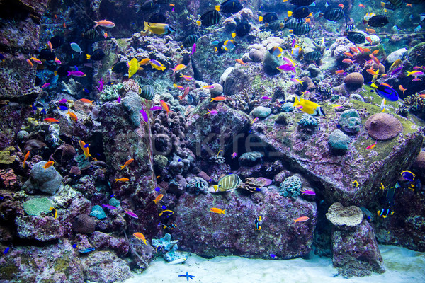 Aquarium tropische vissen koraalrif foto Dubai water Stockfoto © bloodua