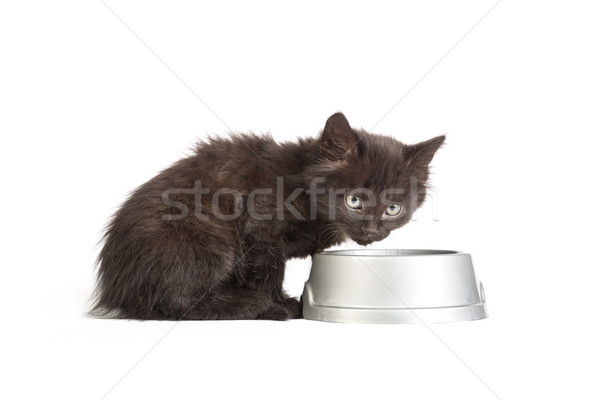 Black kitten drinks milk, on a white background Stock photo © bloodua