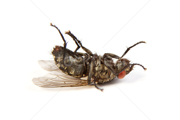 Fly isolated on white. Macro shot of a dead housefly Stock photo © bloodua