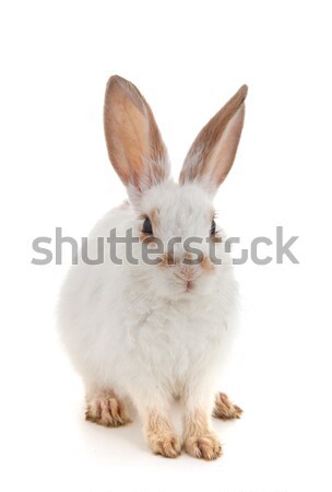 White small rabbit Stock photo © bloodua