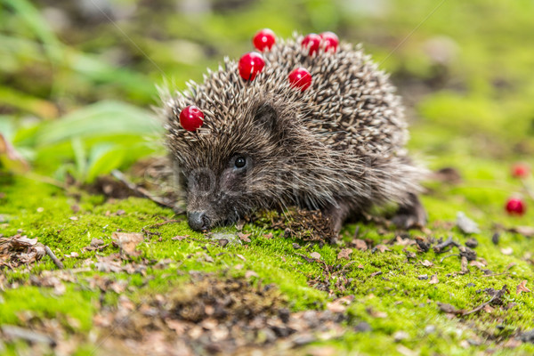 Igel schauen Essen Garten Baby Stock foto © bloodua