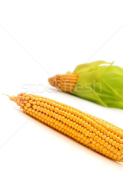 Corn Stock photo © bloodua