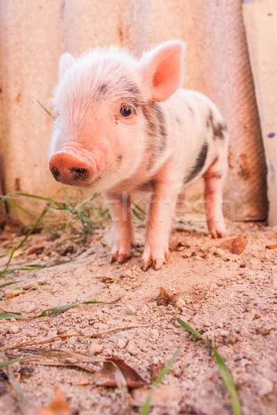 Sevimli çamurlu domuz yavrusu çalışma etrafında Stok fotoğraf © bloodua