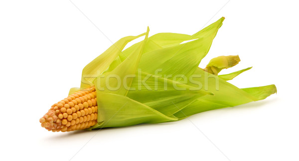 Corn Stock photo © bloodua