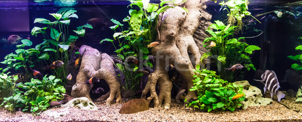 пресноводный аквариум зеленый красивой тропические Сток-фото © bloodua