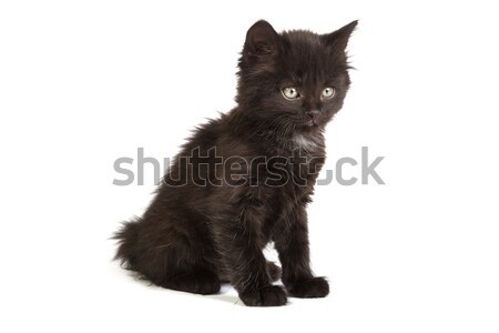 Cute zwarte kitten witte klein geïsoleerd Stockfoto © bloodua