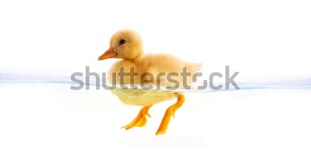 Gelb Entlein Schwimmen isoliert weiß Vogel Stock foto © bloodua
