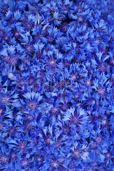 Piękna wiosennych kwiatów niebieski chaber kwiaty wzór Zdjęcia stock © bloodua