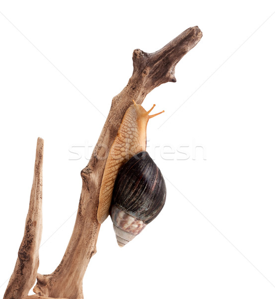 Jeden brązowy ślimak odizolowany biały domu Zdjęcia stock © bloodua