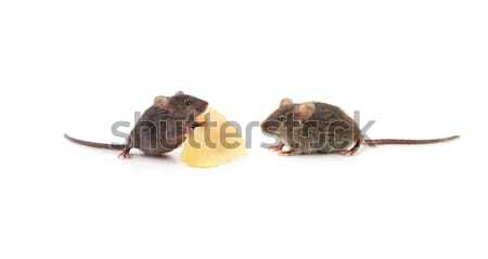 Small mouse Stock photo © bloodua