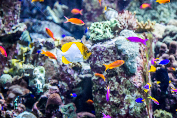 Aquarium tropische vissen koraalrif foto Dubai water Stockfoto © bloodua