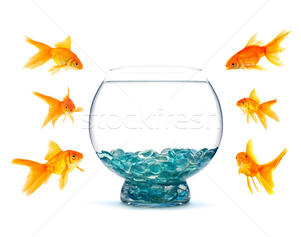 Goldfish аквариум белый воды природы жизни Сток-фото © bloodua